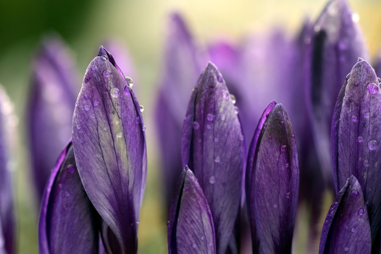 crocus, meadow, close up