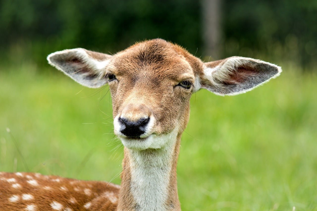 doe, hirsch, female